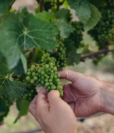 Two hands holding grape vine leavesa