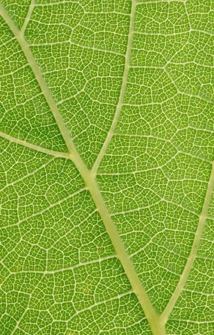 Extreme close up of a grape leaf