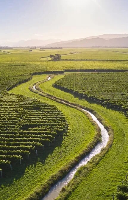 Aerial photo of Cloudy Bay vineyards in Marlborough
