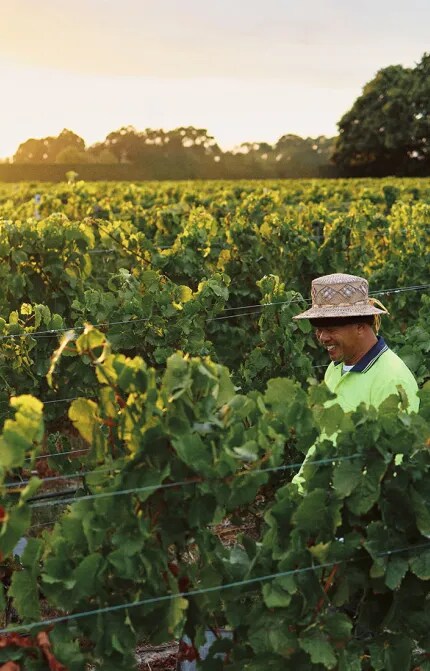 Cloudy-Bay-Harvest-2025-Vines