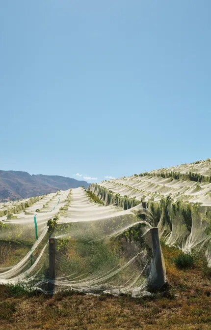 Cloudy Bay Vineyards in Central Otago