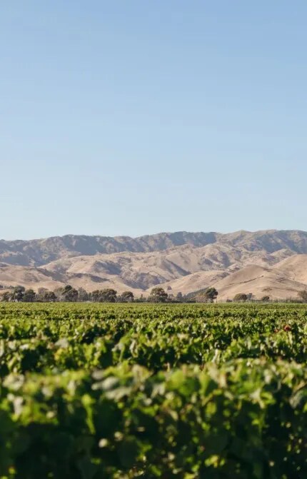 Marlborough Vineyards