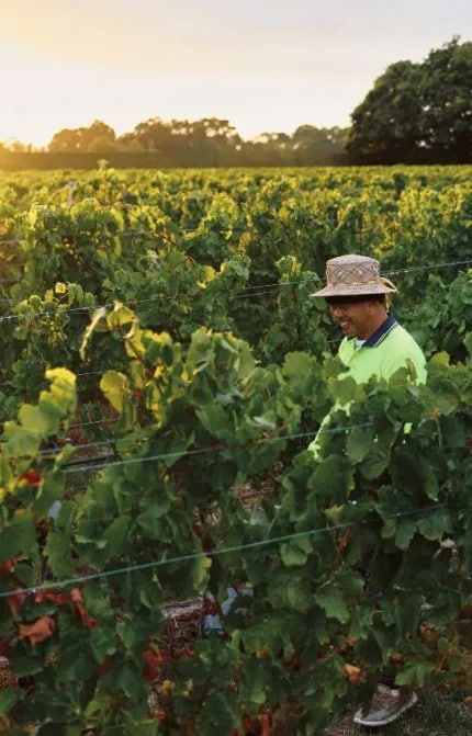 chardonnay harvest hand picking