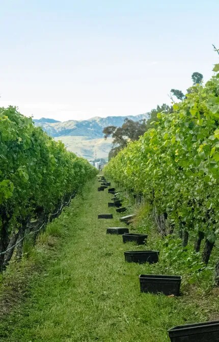 Cloudy Bay Vineyards in Marlborough