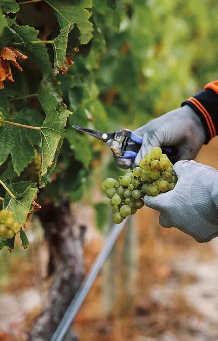 Hands cutting some grapes