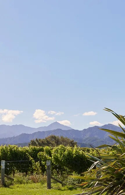 Vineyard view with native plants