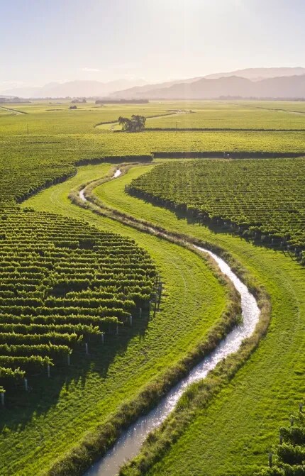 marlborough vineyard