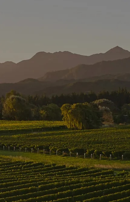 Aerial photograph of a river running through Cloudy Bay's Marlborough vineyards
