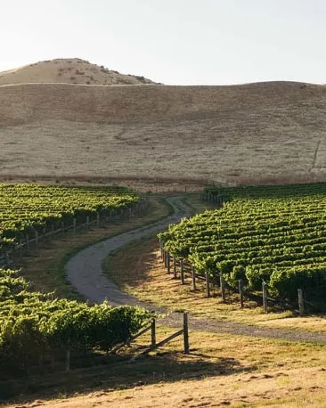 cloudy-bay-our-wines-marlborough-chardonnay-winemaking-2_0