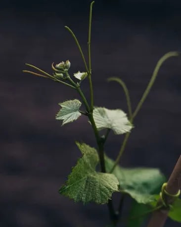 cloudy-bay-our-wines-te-wahi-central-otago-pinot-noir-winemaking-2_0