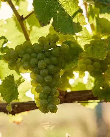 cloudy-bay-our-wines-te-koko-marlborough-sauvignon-blanc-winemaking-2