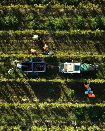 vineyards_hand_harvesting