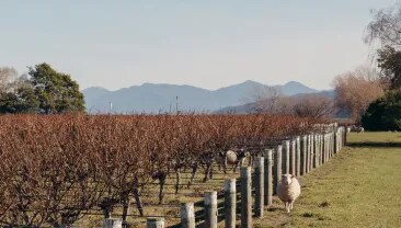 shep in the vine