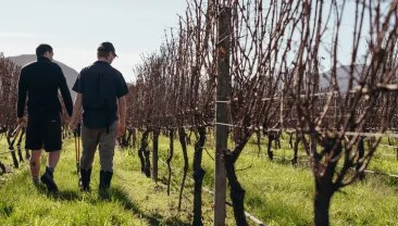 workers in vines