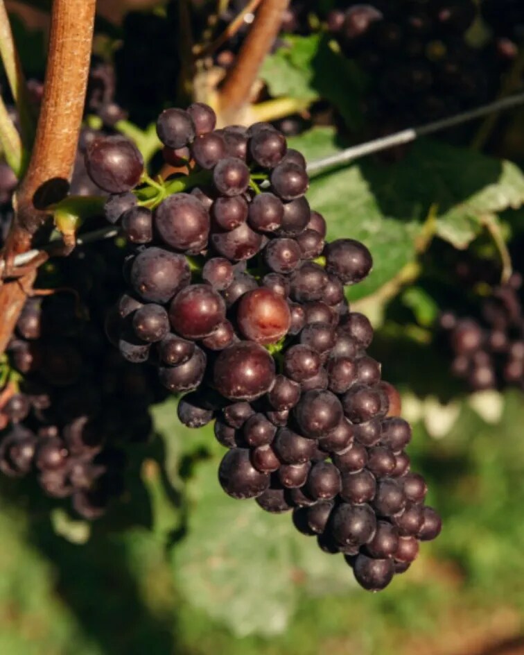 Central Otago Grape