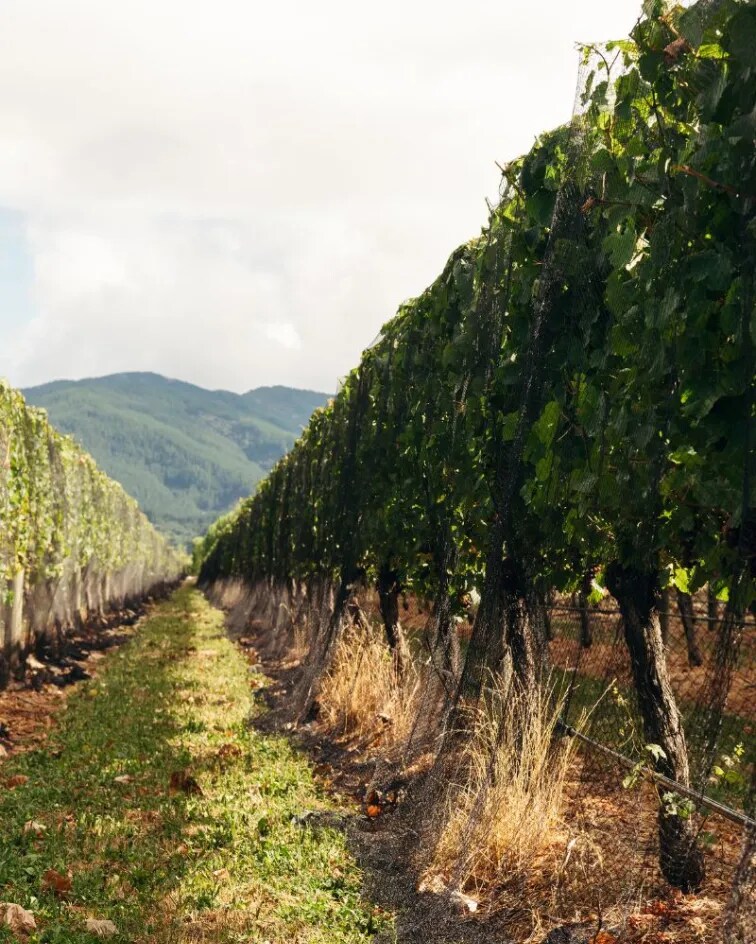 Cloudy Bay Syrah 