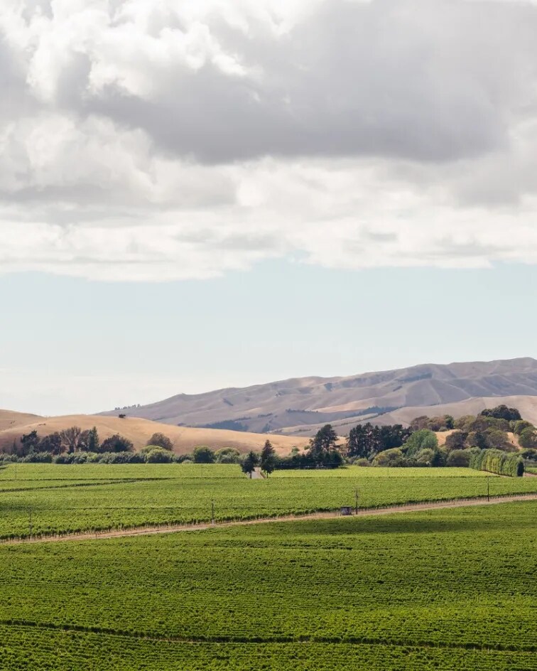 Mustang Vineyard